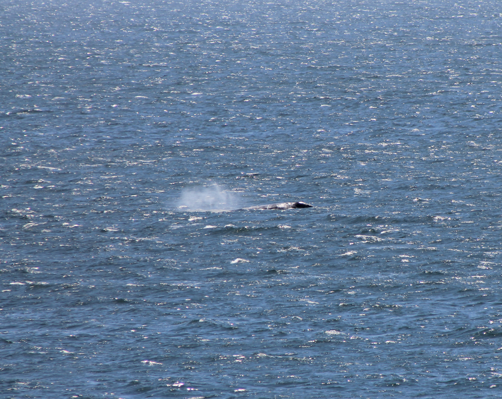Migrating Gray Whale