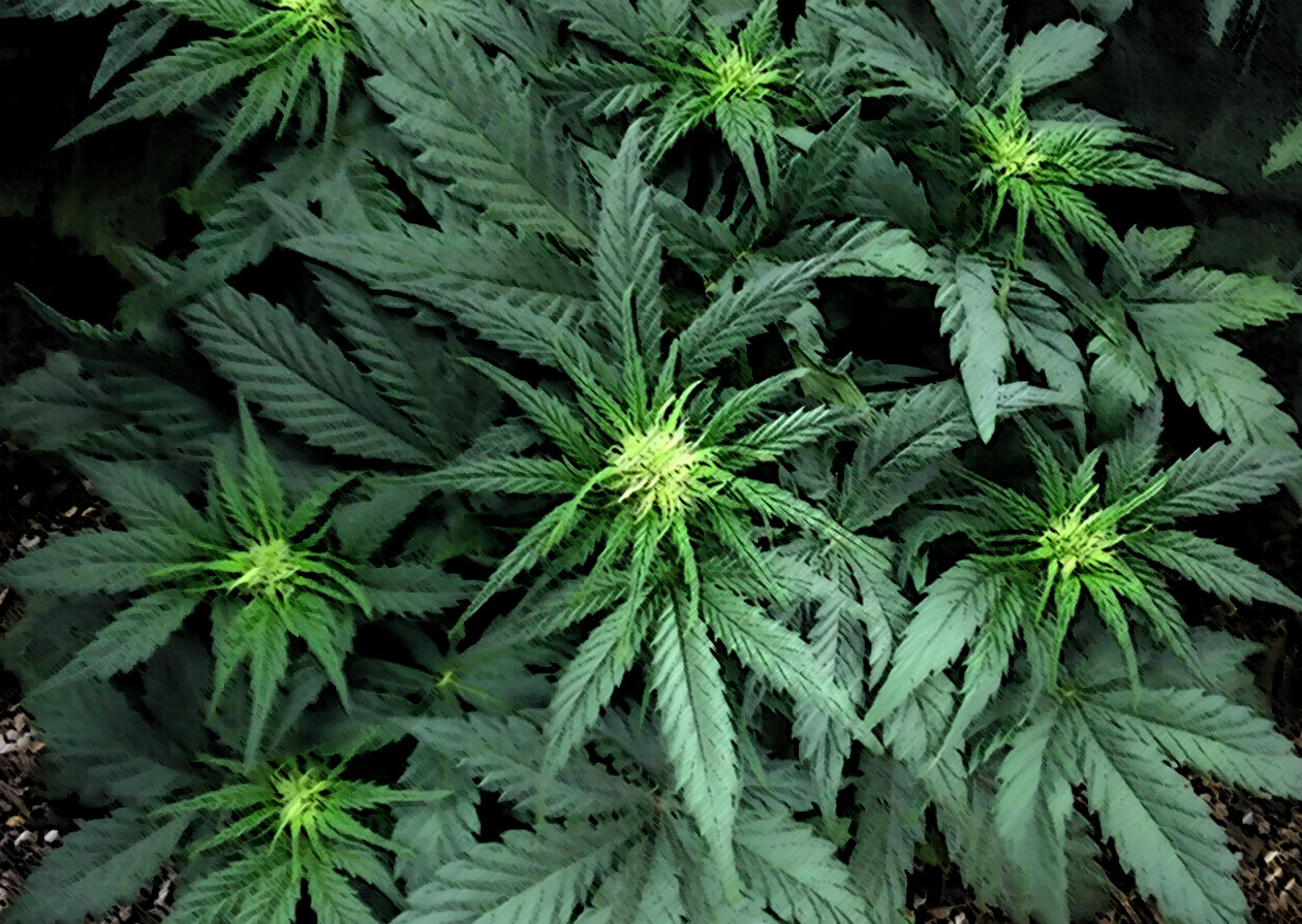 Amendment 2 Marijuana